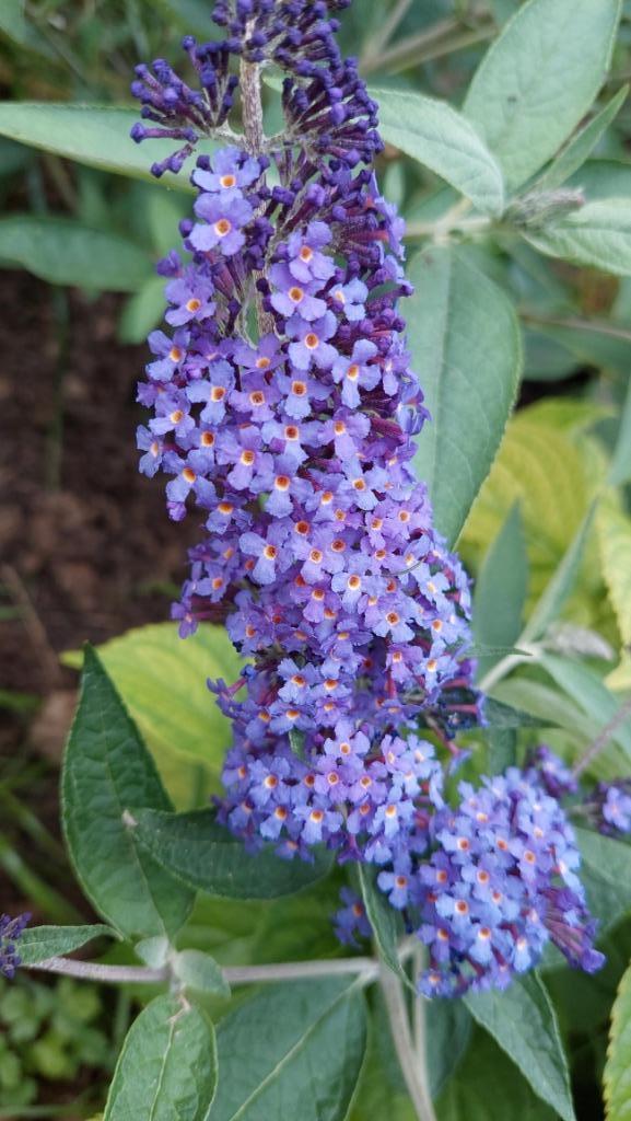 Mooi jonge vlinderstruik 150cm hoog, Tuin en Terras, Planten | Struiken en Hagen, Struik, Vlinderstruik, 100 tot 250 cm, Ophalen