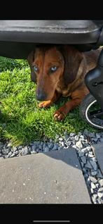 Dwerg teckel 3 jaar zoekt nieuw huis, Dieren en Toebehoren, Honden | Teckels en Dashonden, Rabiës (hondsdolheid), Korthaar, Teef