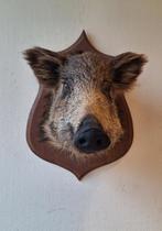 Taxidermie kleine everzwijnkop, Verzamelen, Dierenverzamelingen, Ophalen of Verzenden, Gebruikt, Overige soorten, Opgezet dier
