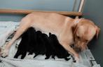 Zwarte labrador pups, 8 weken rond de kerst., Rabiës (hondsdolheid), Overige rassen, 8 tot 15 weken, Meerdere