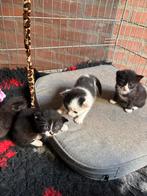 Boerderij kittens, Meerdere dieren