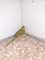 Koppel elegant parkieten wildkleur, Dieren en Toebehoren, Vogels | Parkieten en Papegaaien, Meerdere dieren, Parkiet