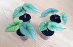 Alocasia Platinum, Ophalen of Verzenden, Overige soorten, Minder dan 100 cm