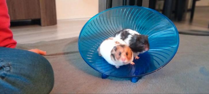 Jonge goudhamsters ( vanaf Januari ), Dieren en Toebehoren, Knaagdieren, Meerdere dieren, Hamster, December