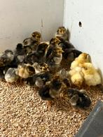 Gezocht; iemand die kuikens kan seksen., Dieren en Toebehoren, Pluimvee, Kip