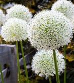 allium white giant bollen, Ophalen of Verzenden, Najaar, Volle zon, Bloembol