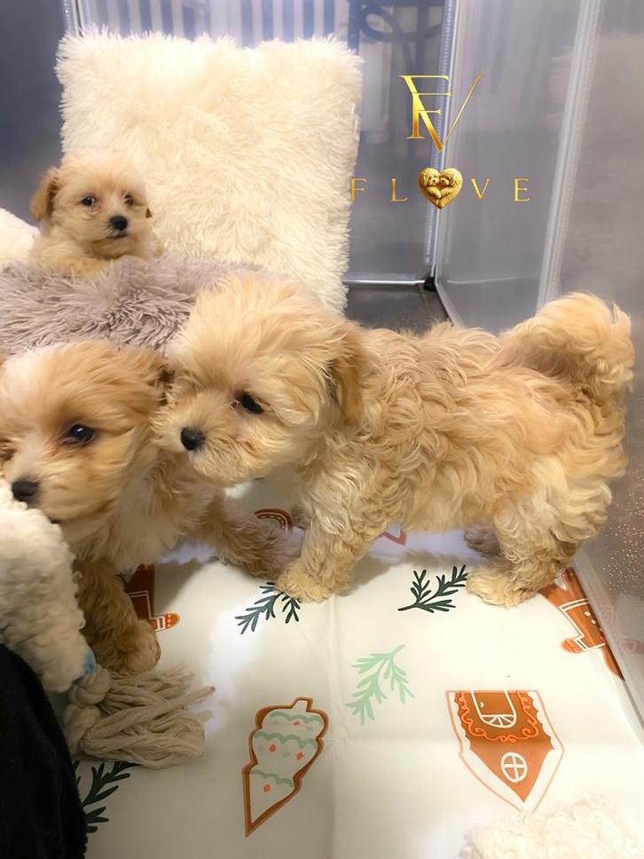 Maltipoo-achtige cavapoo- en havapoo-puppy's te koop, Dieren en Toebehoren, Honden | Chihuahua's en Gezelschapshonden, Meerdere dieren