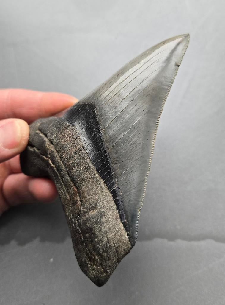 SC Morgan River - Megalodon tand, Ophalen of Verzenden, Fossiel