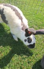 Lotharinger konijn, Dieren en Toebehoren, Mannelijk, Groot, 0 tot 2 jaar
