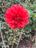 zaden van felrode dahlia, Ophalen of Verzenden, Volle zon