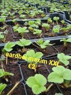 Aardbei planten maxim xxl, Tuin en Terras, Planten | Tuinplanten, Zomer, Ophalen of Verzenden, Volle zon