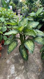 Dieffenbachia XL 3 planten per pot pot 34cm, Ophalen, Zomer, Overige soorten, Volle zon