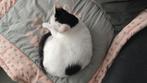Volwassen poes zoekt fijn plekje, Dieren en Toebehoren, Katten en Kittens | Dekkaters