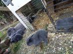 Franse hangoren, Dieren en Toebehoren, Konijnen, Geslacht onbekend, Groot, Hangoor, 0 tot 2 jaar