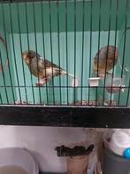 glosters, Mannelijk, Postuurkanarie