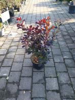Cotinus Royal Purple - Pruikenboom, Volle zon, Vaste plant, Zomer, Ophalen