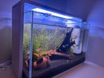 Super fish home aquarium met vissen, Dieren en Toebehoren, Vissen | Aquaria en Toebehoren, Ophalen of Verzenden, Zo goed als nieuw