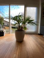 Mooie kamerplant in pot kunststof, Ophalen, Zo goed als nieuw, Minder dan 10 m²