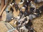 Jonge muskuseenden, Dieren en Toebehoren, Pluimvee, Meerdere dieren, Kip