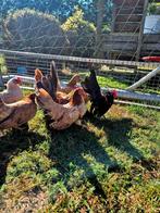 Te koop meerdere serama krielen toompjes met of zonder haan, Dieren en Toebehoren, Pluimvee, Meerdere dieren, Kip
