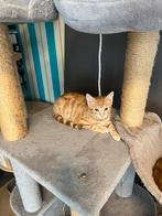 Halfbengalse kitten, Dieren en Toebehoren, Katten en Kittens | Raskatten | Korthaar, Kater