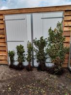 Beukenhaag (Fagus Sylvatica) - Direct van de kweker!, Tuin en Terras, Planten | Tuinplanten, Ophalen of Verzenden, Volle zon