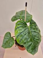 Philodendron Sodiroi p15, Huis en Inrichting, Kamerplanten, Ophalen of Verzenden, Overige soorten, Minder dan 100 cm