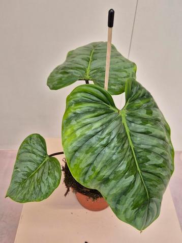 Philodendron Sodiroi p15  beschikbaar voor biedingen