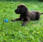 Schitterende Labrador pups met Stamboom, Dieren en Toebehoren, Honden | Retrievers, Spaniëls en Waterhonden, CDV (hondenziekte)