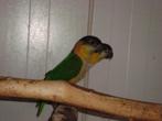 zwartkop caique, Dieren en Toebehoren, Vogels | Parkieten en Papegaaien, Meerdere dieren, Papegaai, Geringd