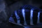 Cyphotilapia Frontosa Gibberosa Blue Zaire Moba, Dieren en Toebehoren, Vissen | Aquariumvissen, Vis