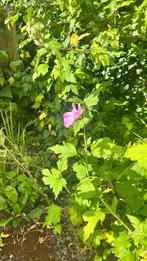 Jonge Hibiscus te koop winterhard, Tuin en Terras, Planten | Struiken en Hagen, Ophalen, Overige soorten, Minder dan 100 cm