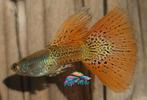 Metal red lace, aanbieding!, Dieren en Toebehoren, Vissen | Aquariumvissen, Vis, Zoetwatervis