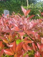 Photinia red Robin ideaal voor hagen, Ophalen of Verzenden, Zomer, Klimplanten, Halfschaduw