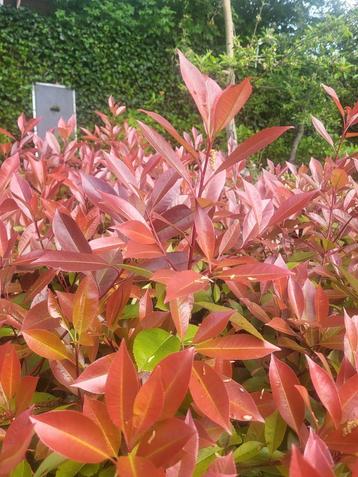 Photinia red Robin ideaal voor hagen beschikbaar voor biedingen