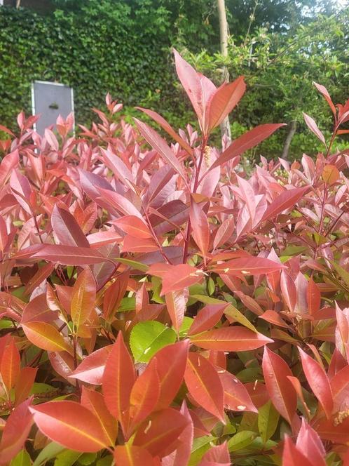 Photinia red Robin ideaal voor hagen, Tuin en Terras, Planten | Tuinplanten, Klimplanten, Halfschaduw, Zomer, Ophalen of Verzenden