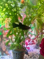 Eigen gekweekte vissen, Dieren en Toebehoren, Vissen | Aquariumvissen, Vis