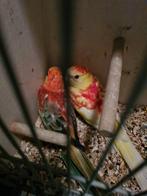 Opaline x rubino roodruggen, Dieren en Toebehoren, Vogels | Parkieten en Papegaaien, Meerdere dieren, Parkiet