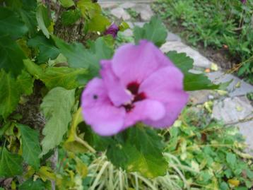 Hibiscus zaad beschikbaar voor biedingen