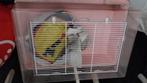 Hamsterkooi plus spullen, Dieren en Toebehoren, Knaagdieren en Konijnen | Hokken en Kooien, Kooi, Gebruikt, Minder dan 75 cm, Ophalen