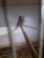 Mexciaanse roodmus man 2025, Dieren en Toebehoren, Vogels | Kanaries, Mannelijk, Kleurkanarie