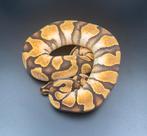 Python regius, Ballpython, Koningspython, Dieren en Toebehoren, Reptielen en Amfibieën, Slang