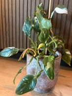 Philodendron, Huis en Inrichting, Kamerplanten, Ophalen, Overige soorten, Halfschaduw, In pot