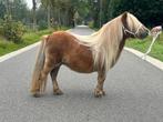 Shetland merries te koop, Dieren en Toebehoren, Pony's, Merrie, Niet van toepassing, A pony (tot 1.17m), 11 jaar of ouder
