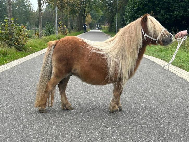 Shetland merries te koop, Dieren en Toebehoren, Pony's, Merrie, Niet van toepassing, A pony (tot 1.17m), Recreatiepony, 11 jaar of ouder
