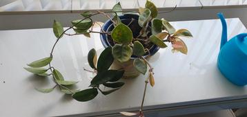 Hoya beschikbaar voor biedingen