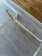 Wandelende takken (PSG 1), Dieren en Toebehoren, Insecten en Spinnen, Wandelende tak