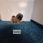 lieve mooie kleinblijvende mini shih tzu pups, Overige rassen, 8 tot 15 weken, Meerdere, Meerdere dieren