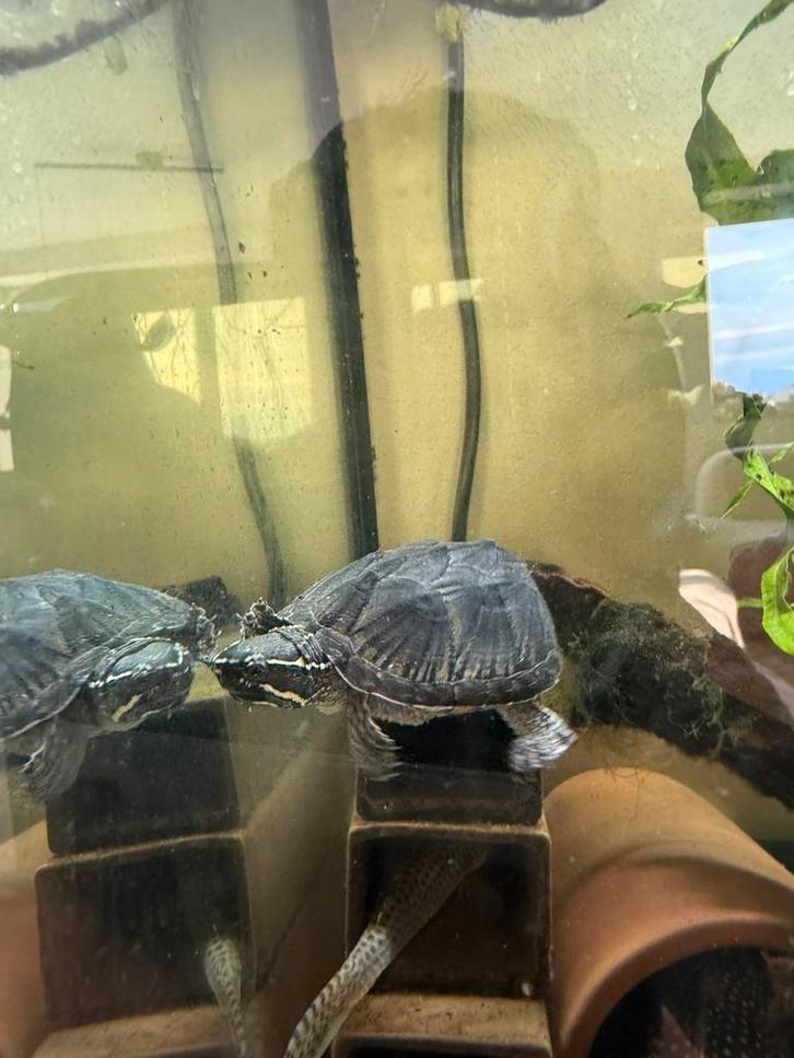 Leuke Muskusschildpad (ca. 1 jaar) zoekt nieuw aquarium!