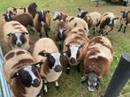 Bonte dekrammen te koop, Dieren en Toebehoren, Schapen, Geiten en Varkens, Mannelijk, Schaap, 0 tot 2 jaar